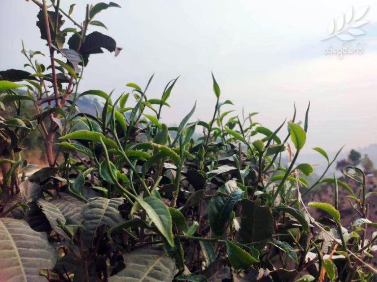 လက်ဖက်ဈေးတက်သော်လည်း လက်ရှိကုန်ဈေးနှုန်းများနှင့်မကာမိဟု လက်ဖက်စိုက်တောင်သူများဆို