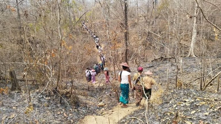 ထင်းခုတ်သွားသည့် ပုလဲဒေသခံ ၂၀ ကျော်ကို ပျူစောထီးဖမ်းဆီး