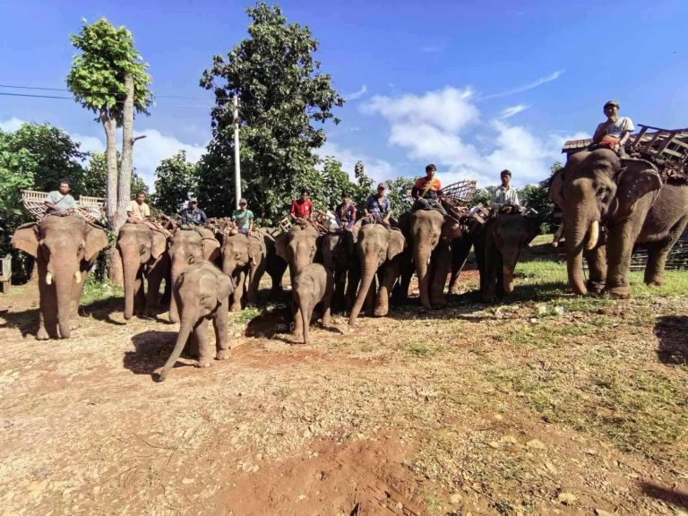 ဆင်အကောင်ရေ ၁၀၀ ကျော်ကို အစိုးရသစ်လက်ထက်တွင် ပြန်လည်အပ်နှံမည်ဟု PLA ဆို