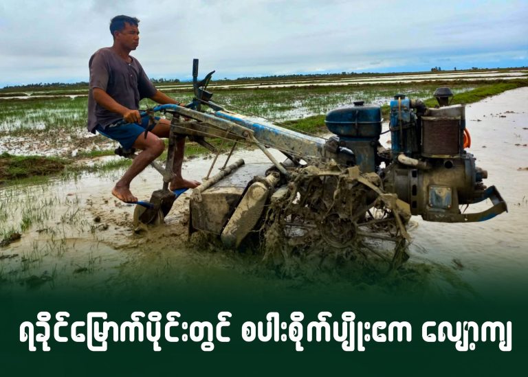 ရခိုင်မြောက်ပိုင်းတွင် စပါး စိုက်ပျိုးဧက လျော့ကျ