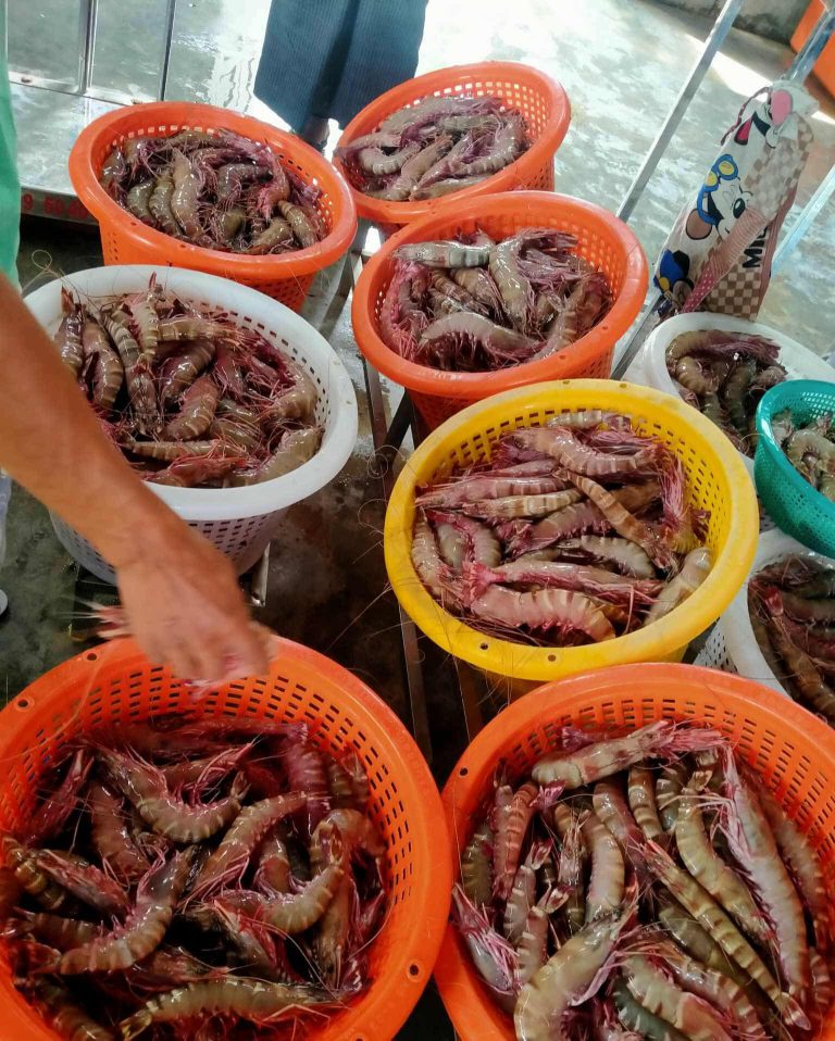 ရခိုင်တွင် ငါးပုစွန်ဝယ်ယူမှုလုပ်ငန်း ပြန်လည်ပတ်လာ