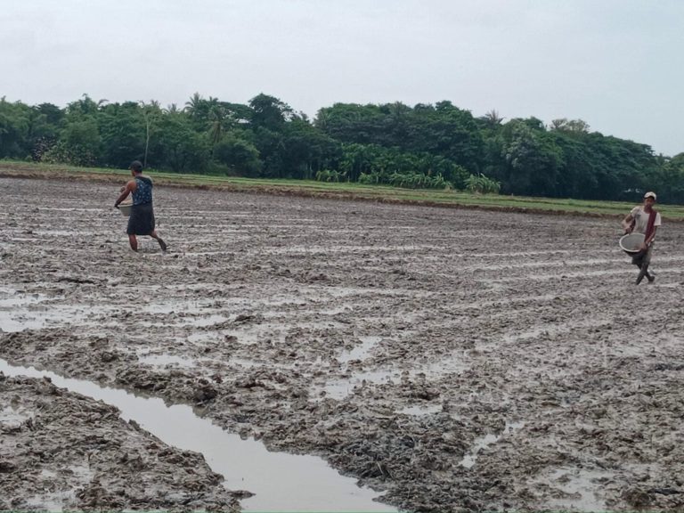 အင်တာနက် နှင့် မီးမမှန်သည့်ကြားက လယ်သမားများ AI ဖြင့် ပိုးသတ်ရန် မင်းအောင်လှိုင်ပြော