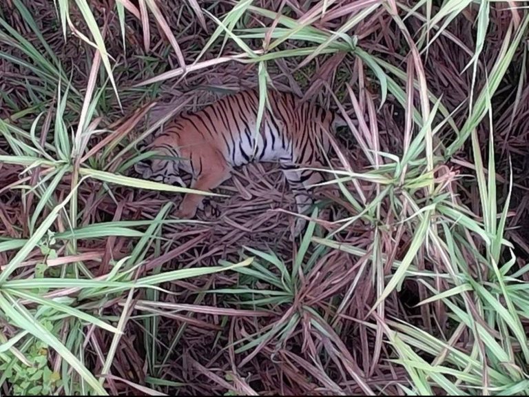 ကီလို ၈၀ခန့် ဝက်ကို ကြံခင်းထဲ ဆွဲယူသွားသည့် ကျားကို ထိုင်းအာဏာပိုင်တွေရှာတွေ့